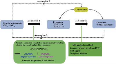 Mendelian randomization analysis and validation supports MEGF9 and MLLT11 as potential targets for the treatment of varicocele and male infertility